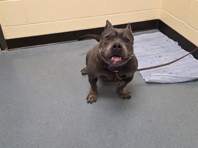 SNOW SHOE - English Bulldog available for adoption