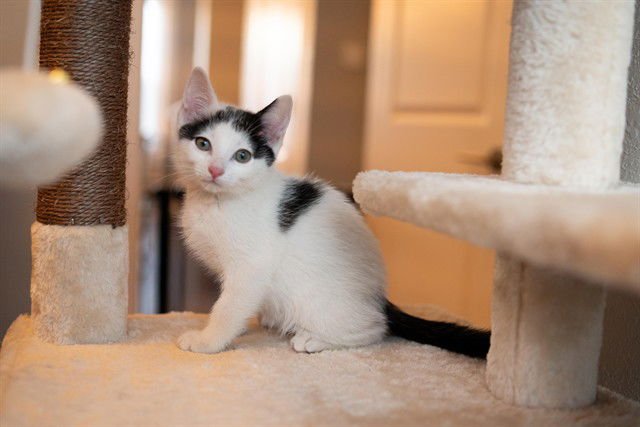 DALMATION - Domestic Short Hair available for adoption