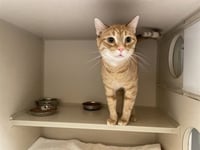 BUTTERS - Photo 1