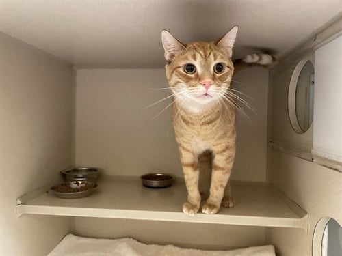 BUTTERS - Domestic Short Hair available for adoption