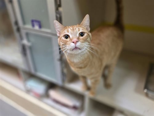 BUTTERS - Domestic Short Hair available for adoption