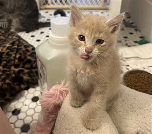 BUBBLES - Domestic Short Hair available for adoption