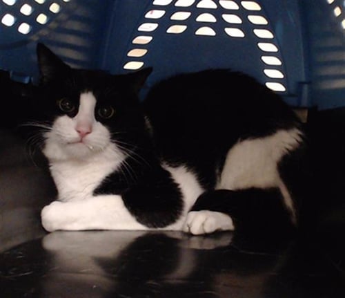 GENERAL TOM THUMB - Domestic Short Hair for adoption in Lakewood