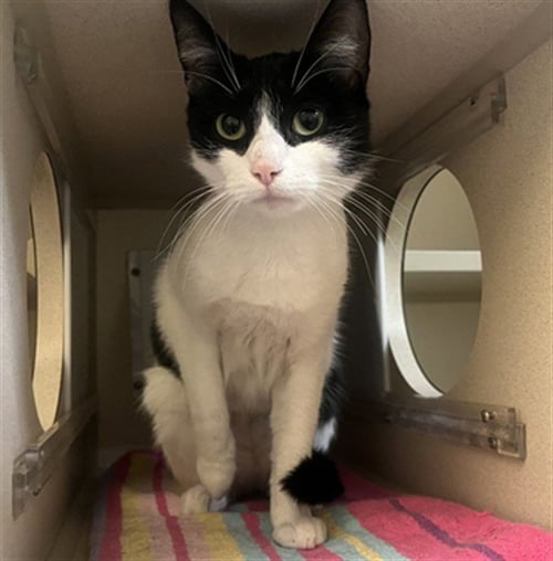 FIFI - Domestic Short Hair available for adoption