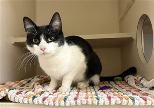 FIFI - Domestic Short Hair available for adoption
