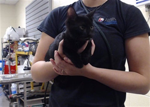 AGAMEMNON - Domestic Short Hair available for adoption