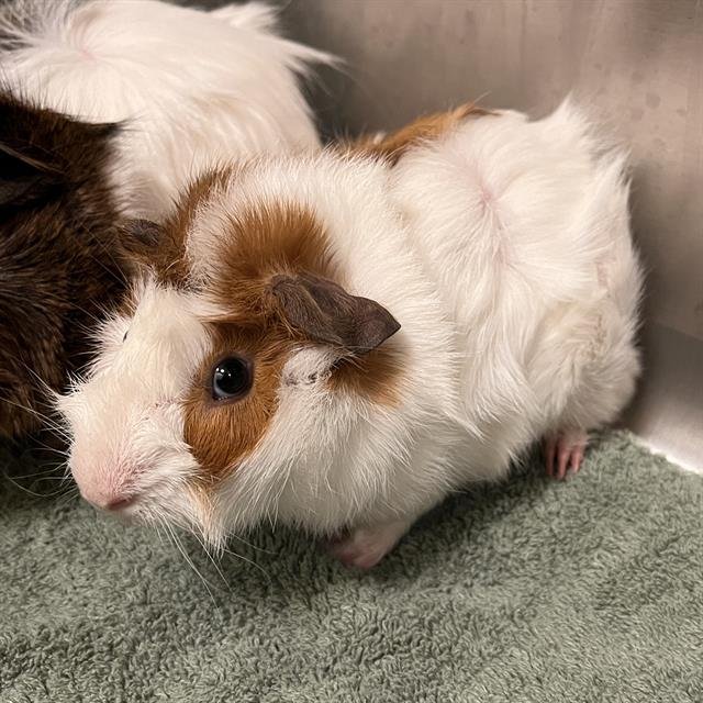 JASPER - Guinea Pig available for adoption