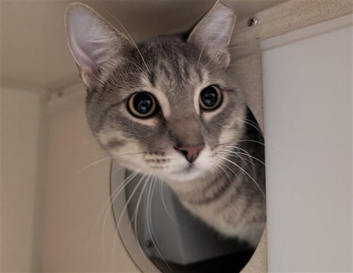 GREYGREY - Domestic Short Hair available for adoption