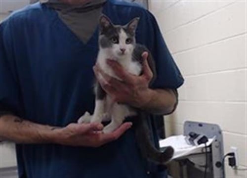 BLUE BIRD - Domestic Short Hair available for adoption