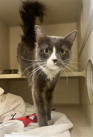 GROVER - Domestic Medium Hair available for adoption