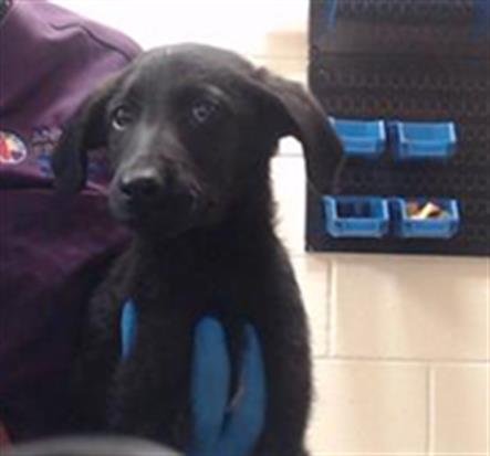 BUTTERCUP - German Shepherd Dog / Poodle (Standard) available for adoption