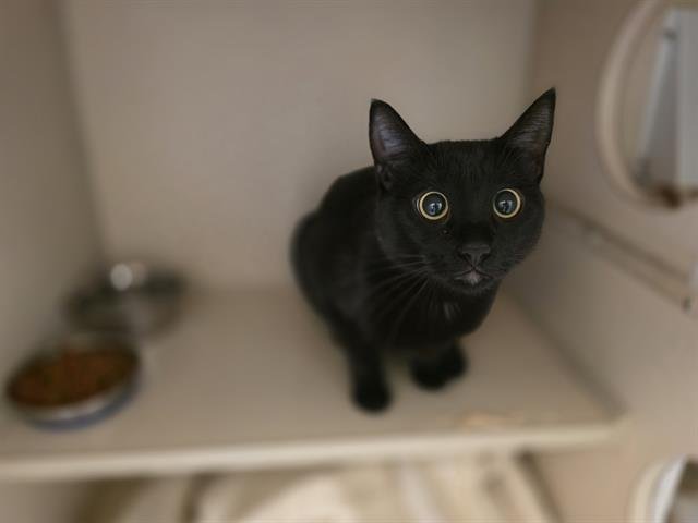 AVA - Domestic Short Hair available for adoption