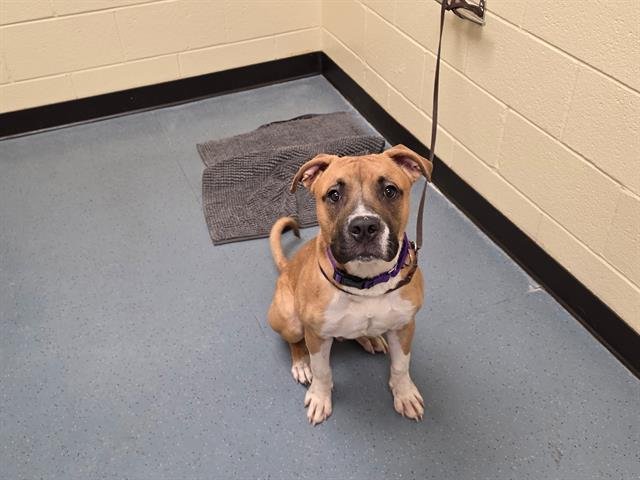 STEVE - American Pit Bull Terrier available for adoption