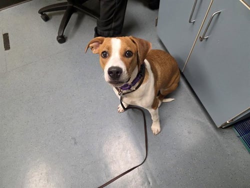 CHILI - English Foxhound / American Pit Bull Terrier available for adoption