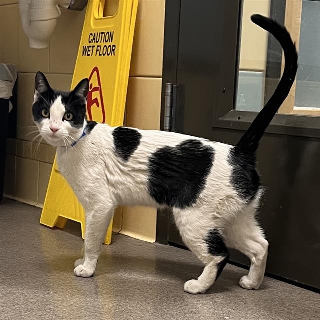 HATHOR - Domestic Short Hair available for adoption