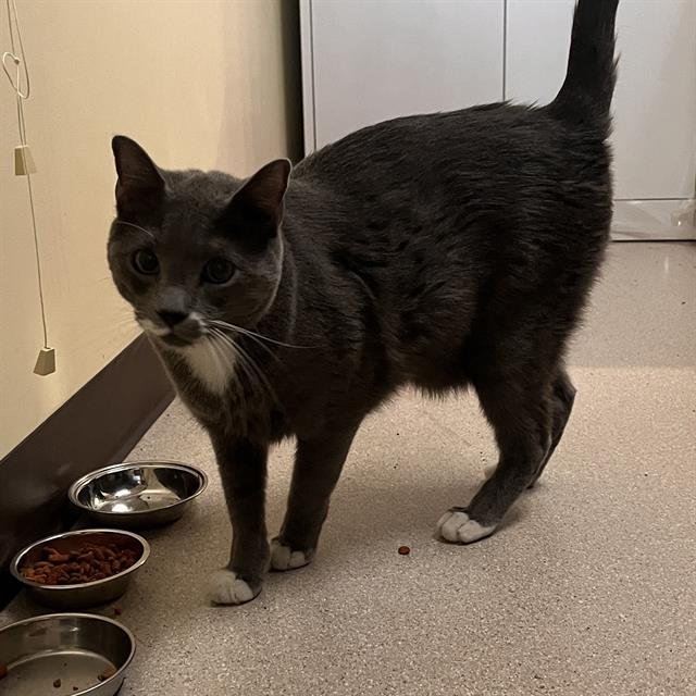 BEARY - Domestic Short Hair available for adoption