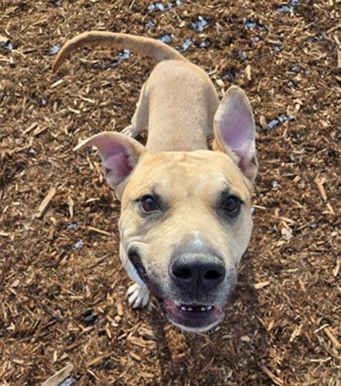 ZEUS - American Pit Bull Terrier available for adoption