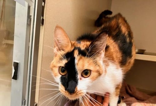 GRIZZLY ROSE - Domestic Short Hair available for adoption