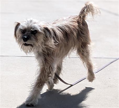 CHARLIE - Yorkshire Terrier Yorkie available for adoption