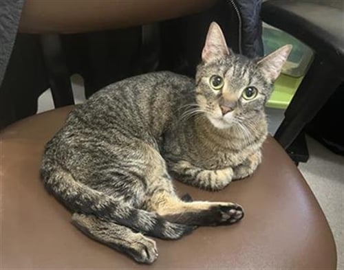 NAULA - Domestic Short Hair for adoption in Westminster