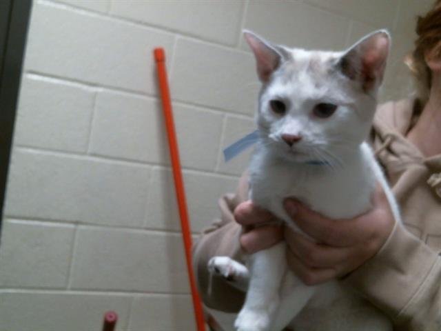 AME - Domestic Short Hair available for adoption