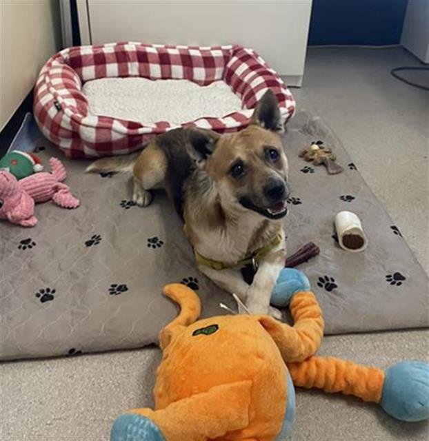 LUFFY - Pembroke Welsh Corgi / Shiba Inu available for adoption