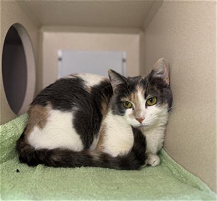 A427775 - Domestic Short Hair available for adoption