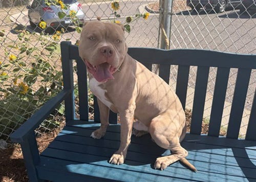MOOMBA - American Pit Bull Terrier for adoption in Denver