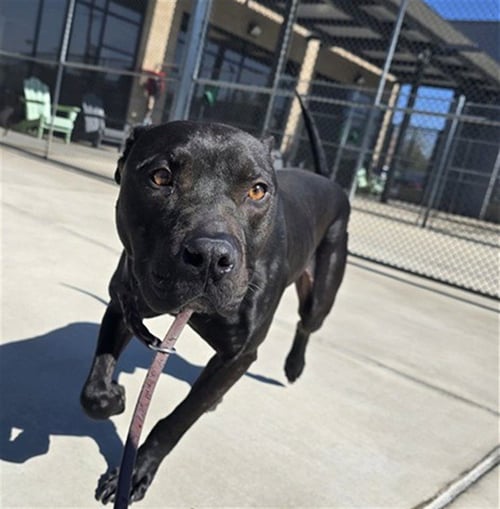 OOGIE BOOGIE - Pit Bull Terrier available for adoption