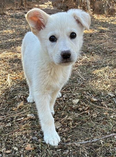 SAM - Siberian Husky available for adoption