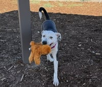 RANGER - Photo 1