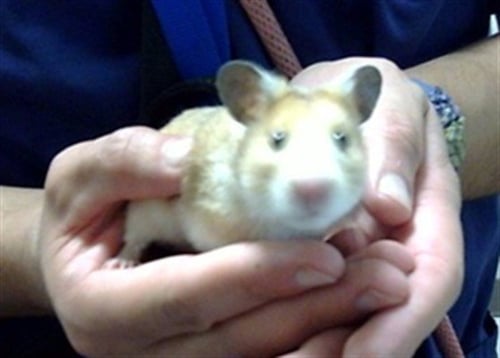 HAMPTER - Hamster available for adoption