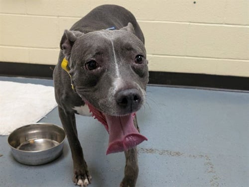 SWEETIE - Pit Bull Terrier available for adoption