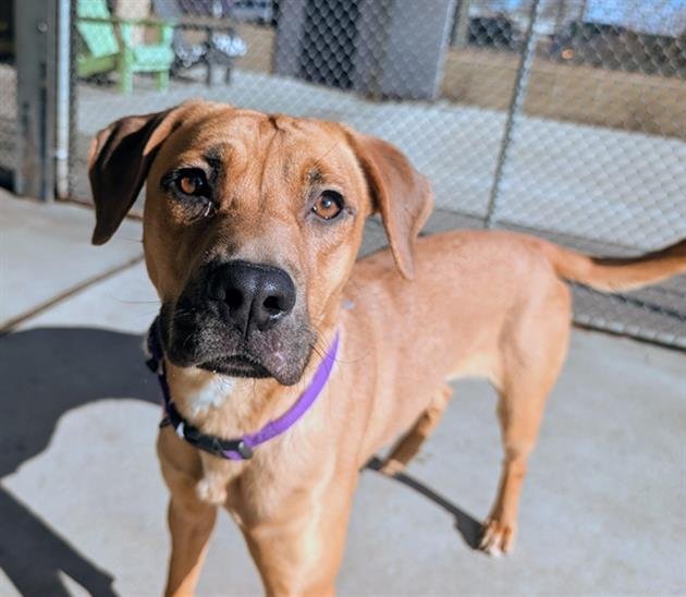 ATHENA - Labrador Retriever available for adoption