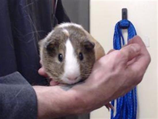 ALEX - Guinea Pig available for adoption