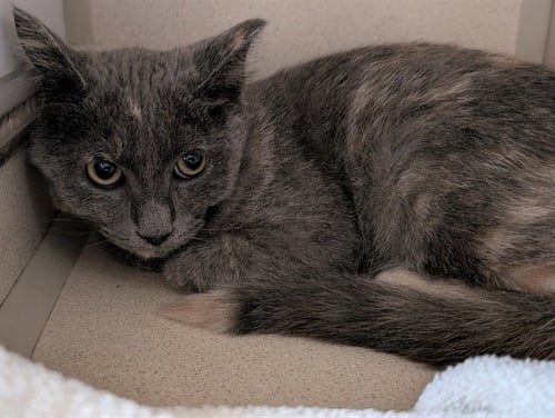CARMEN - Domestic Short Hair available for adoption
