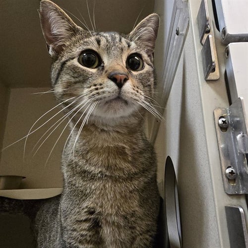 ASH - Domestic Short Hair available for adoption