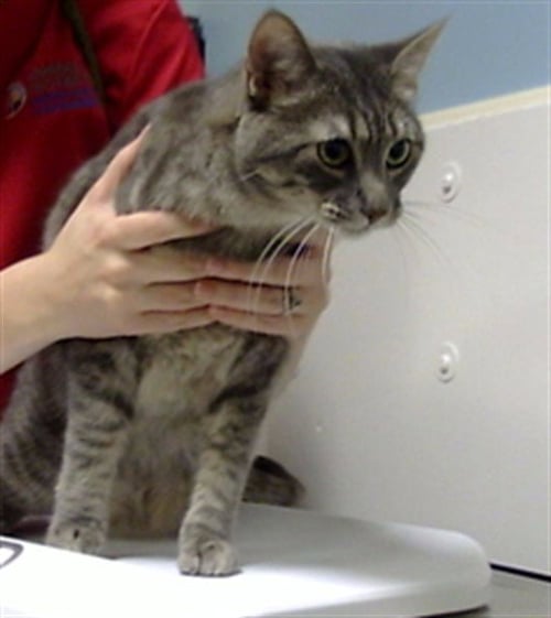 LUNA - Domestic Short Hair available for adoption