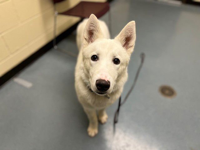 ZEUS - Siberian Husky / German Shepherd Dog available for adoption