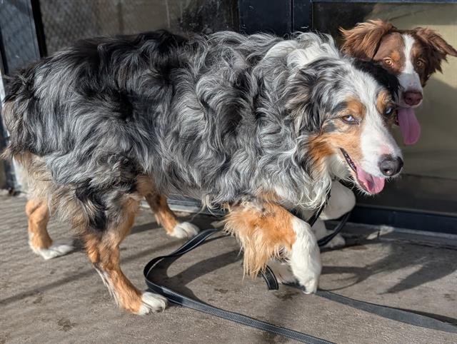 LEO - Australian Shepherd available for adoption