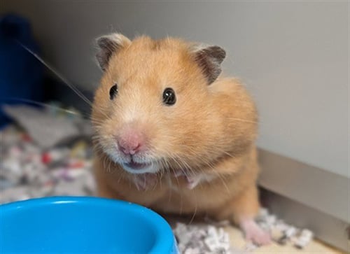 PEACH - Hamster available for adoption