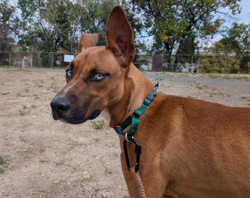 MAX - German Shepherd Dog / Siberian Husky available for adoption