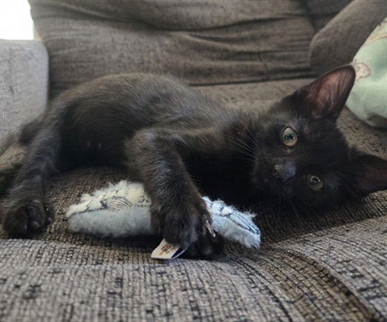 FLOKI - Domestic Short Hair available for adoption