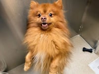 BRUNO - Photo 1
