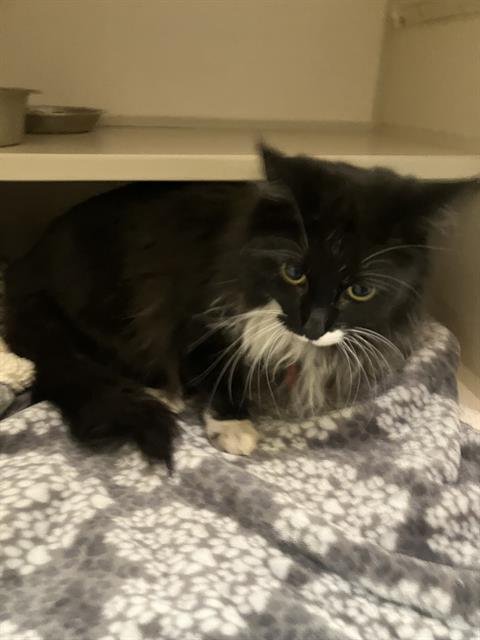 BOOBOO - Domestic Long Hair available for adoption