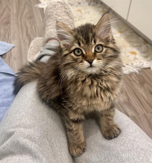 HATTIE - Domestic Medium Hair available for adoption