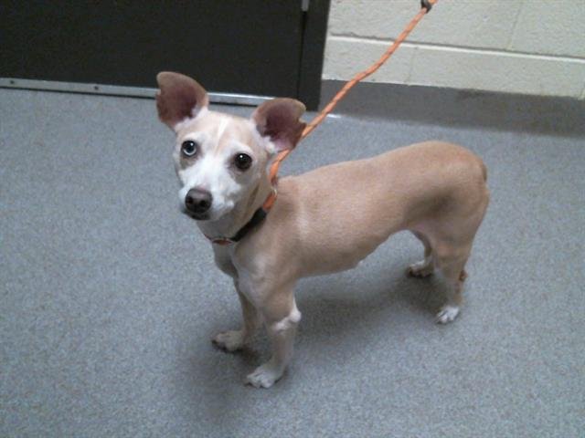 TAKI - Chihuahua available for adoption