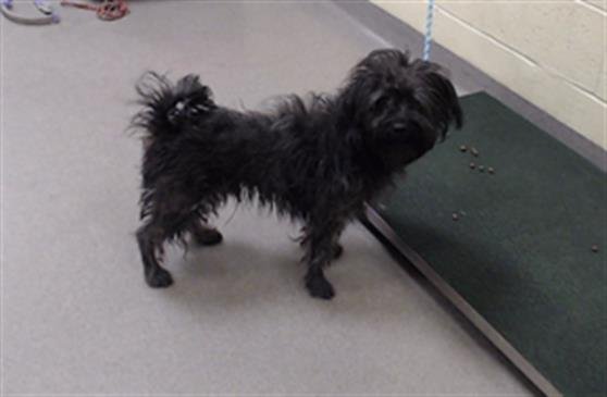 PRINGLE - Havanese / Maltese available for adoption