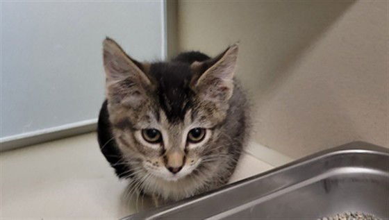 BUNNY - Domestic Short Hair available for adoption