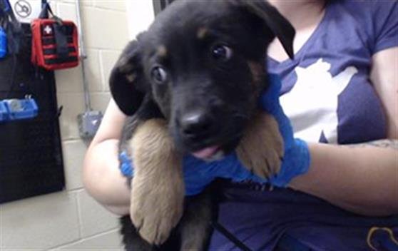 LEO - German Shepherd Dog available for adoption